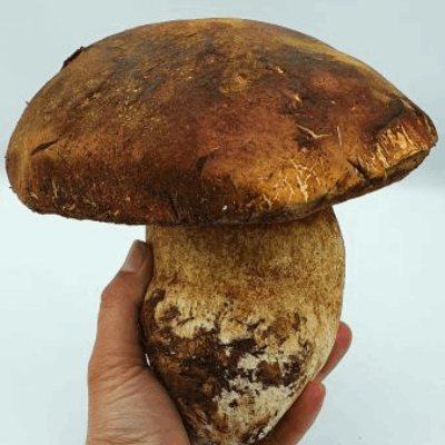 Boletus