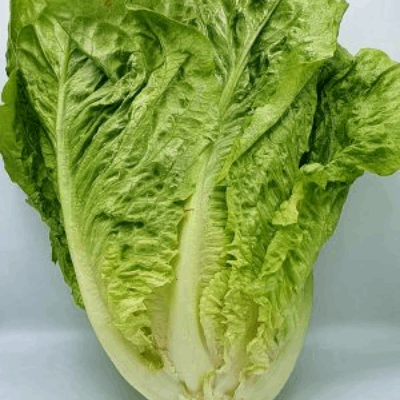 Lechuga Romana